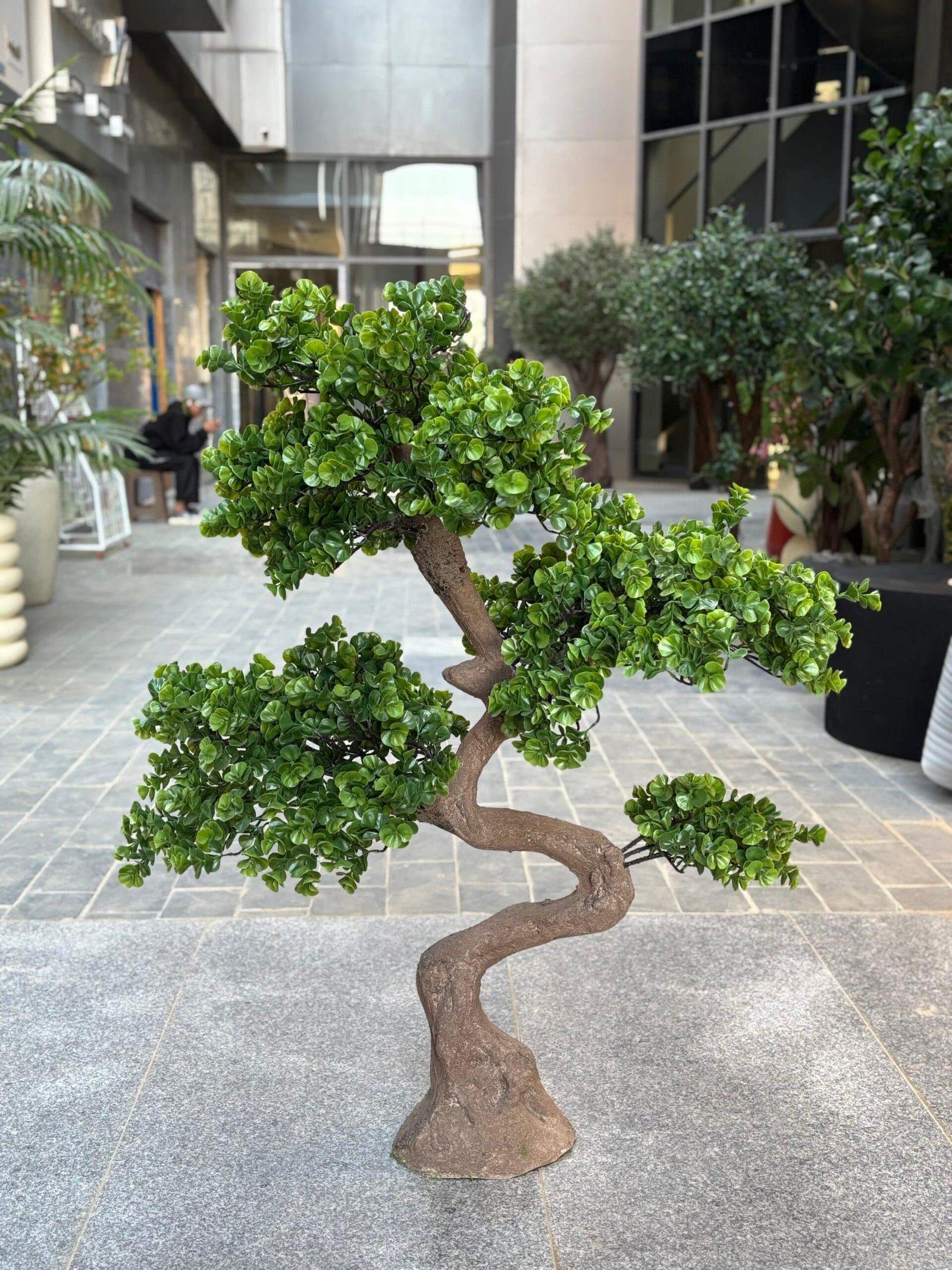 384c11c0-89fa-440c-9fbd-dc427c89d8d1 Eucalyptus tree - Image 1