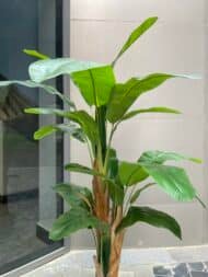 Banana tree - Image 2