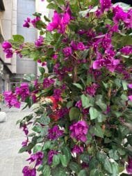 Purple Gohamnia - Image 3