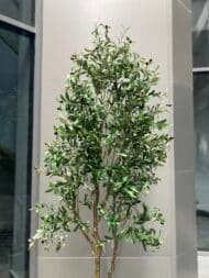 Olive tree - Image 2