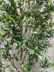 Olive tree - Image 3