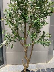 Olive tree - Image 4