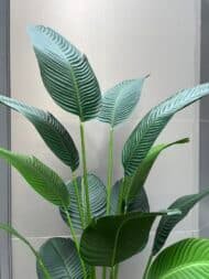 Banana tree - Image 2