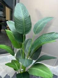 Banana tree - Image 3