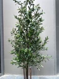 Olive tree - Image 2