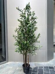 Olive tree