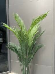 Areca palm - Image 3