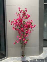 Bougainvillea