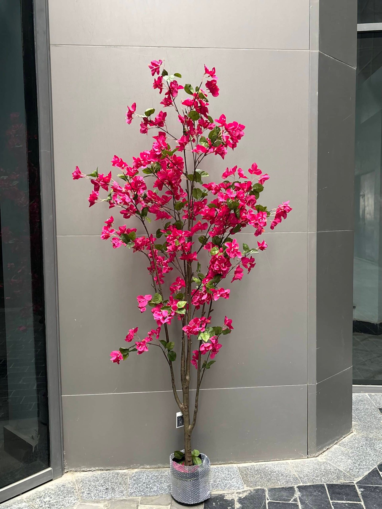 Image_20251228013129_55_1 Bougainvillea - Image 1