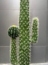 Cactus - Image 2