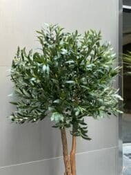 Olive natural look trunk - Image 2