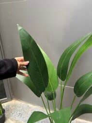 Bird of Paradise - Image 2