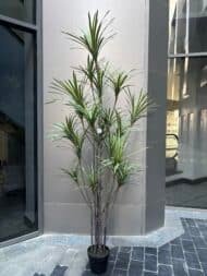 Premium Dracena