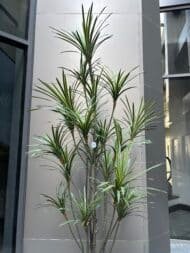 Premium Dracena - Image 3