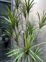 Premium Dracena - Image 2