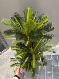 Meloki palm tree - Image 2