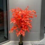 Orange Maple tree