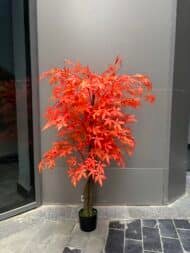 Orange Maple tree