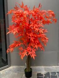 Orange Maple tree - Image 2