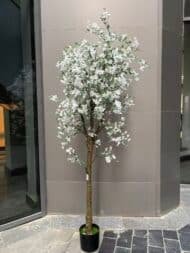 White Magnolia Tree - Image 2