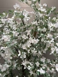 White Magnolia Tree - Image 3