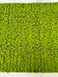 Artificial Bun Moss Mat - Image 2