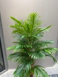 Phoenix Palm Tree - Image 2