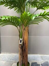 Phoenix Palm Tree - Image 3