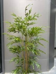 Bamboo tree - Image 3