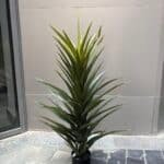 Green Dracena