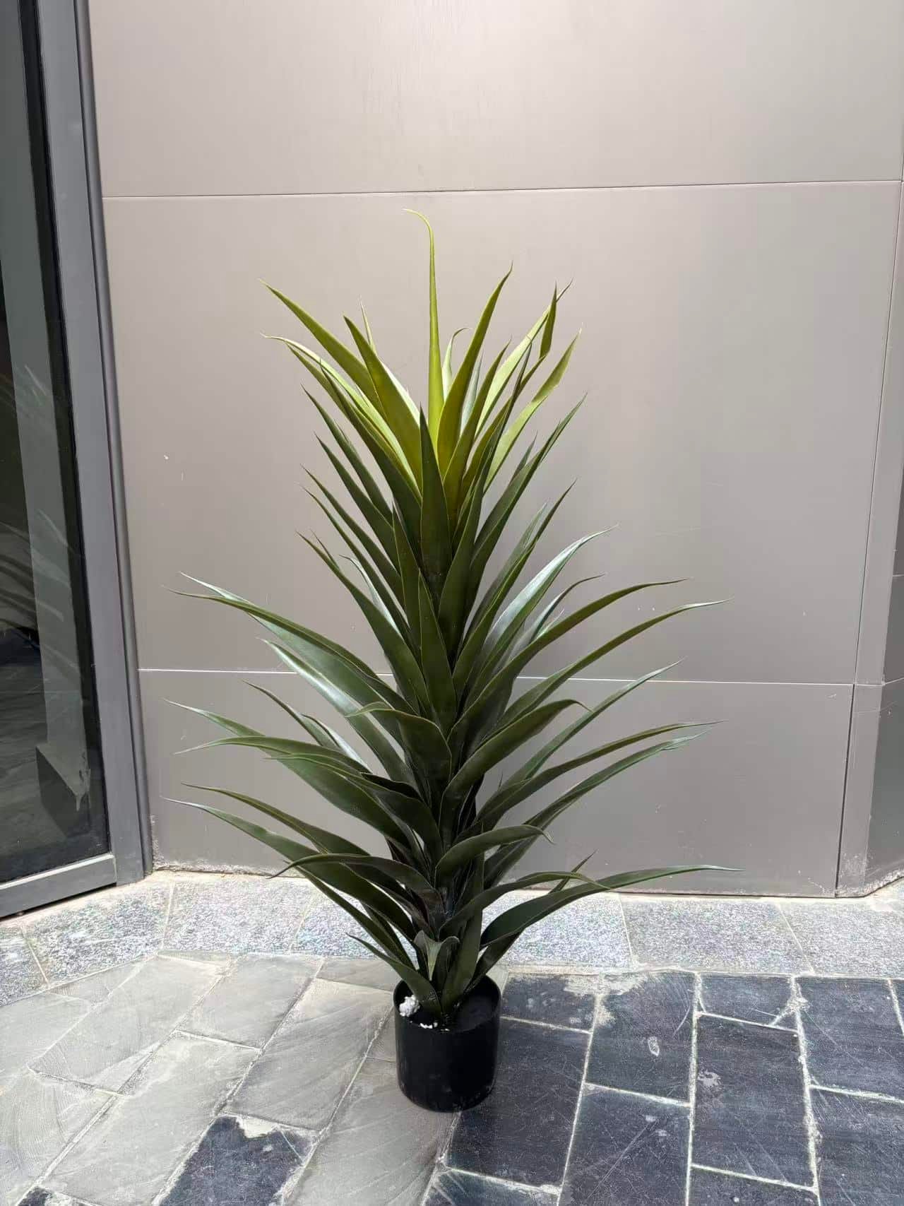 Image_20260106141126_115_1 Green Dracena - Image 1