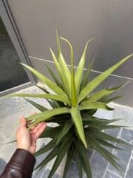 Green Dracena - Image 3