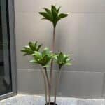 Dracaena Compacta Tree