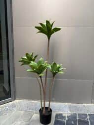 Dracaena Compacta Tree