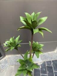 Dracaena Compacta Tree - Image 2