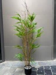 Bamboo tree