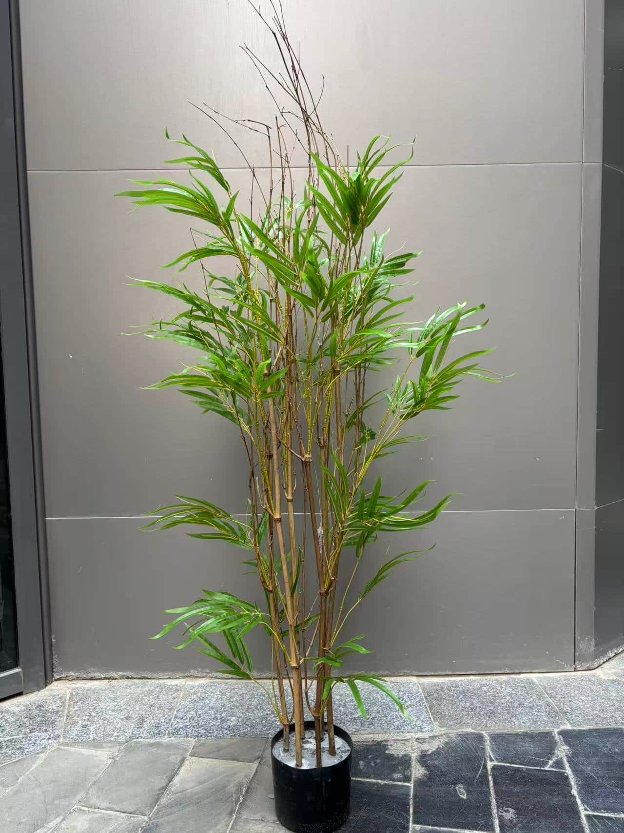 Image_20260106141141_124_1 Bamboo tree - Image 1