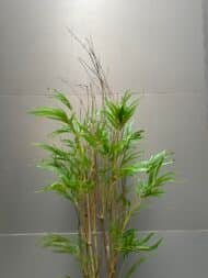 Bamboo tree - Image 2