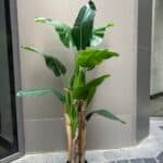 Artificial Banana Tree – Natural Look