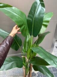 Artificial Banana Tree – Natural Look - Image 2