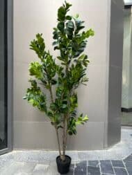 Kladios tree - Image 4