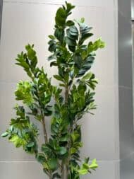 Kladios tree - Image 3