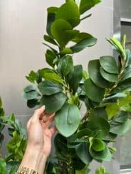 Kladios tree - Image 2