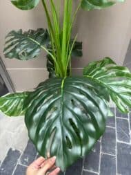 Monstera tree - Image 4