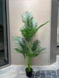 Areca - Image 4