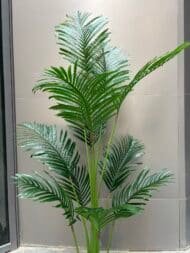 Areca - Image 2