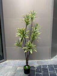 Yellow-Green Dracena