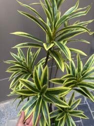 Yellow-Green Dracena - Image 2