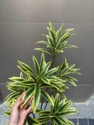 Yellow-Green Dracena - Image 3