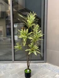 Yellow-Green Dracena - Image 4